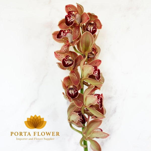 cymbidium los angeles brown