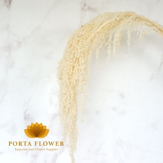 preserved amaranthus hanging white