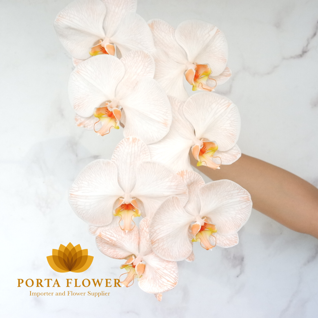 phalaenopsis peach