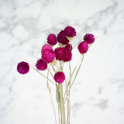 dried gomphrena purple