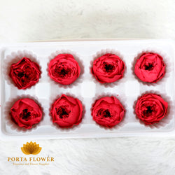 preserved rose 4-5cm austin red