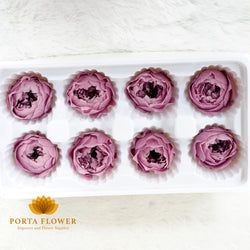 preserved rose 4-5cm austin taro purple