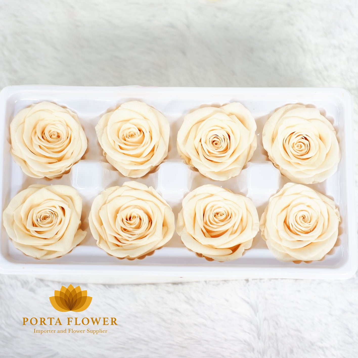 preserved rose 4-5cm yellow champagne