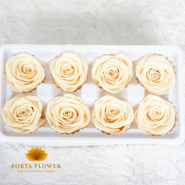 preserved rose 4-5cm yellow champagne