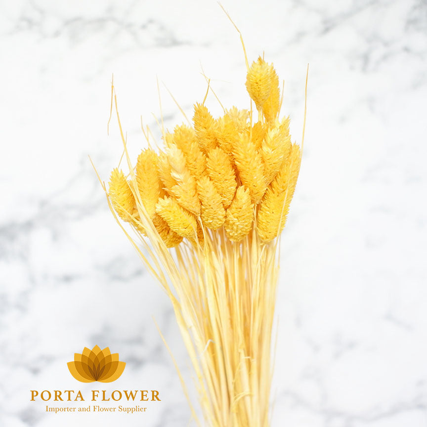 Dried phalaris orange