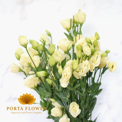 Eustoma Yellow / Lithiantus