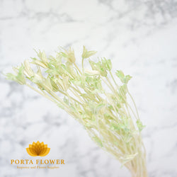 Dried nigella light green