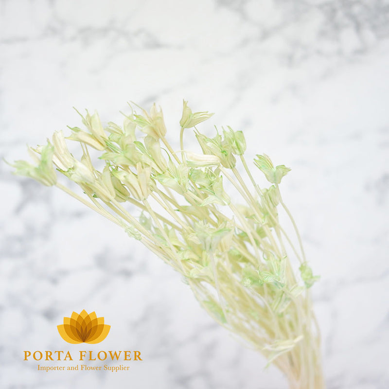 Dried nigella light green