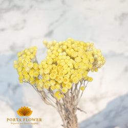 dried helichrysum immortelle