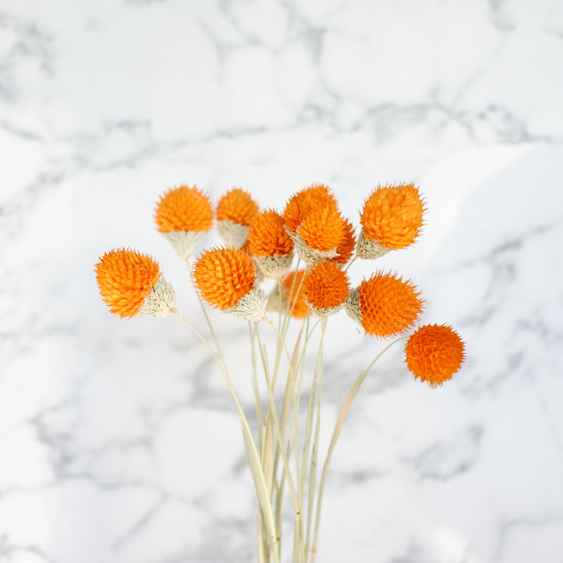 dried gomphrena orange