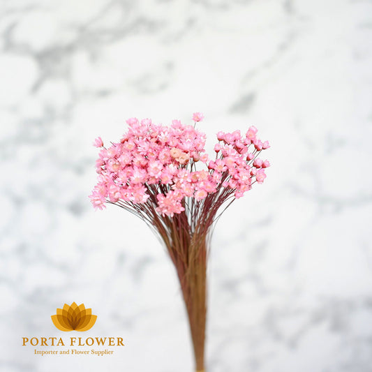 dried little star pink