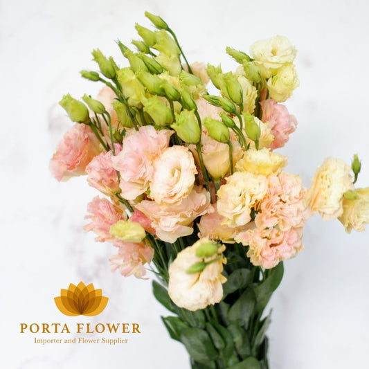 eustoma champagne / lithiantus