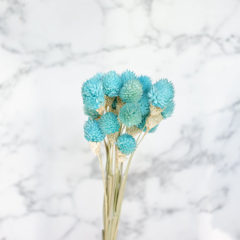 dried gomphrena blue