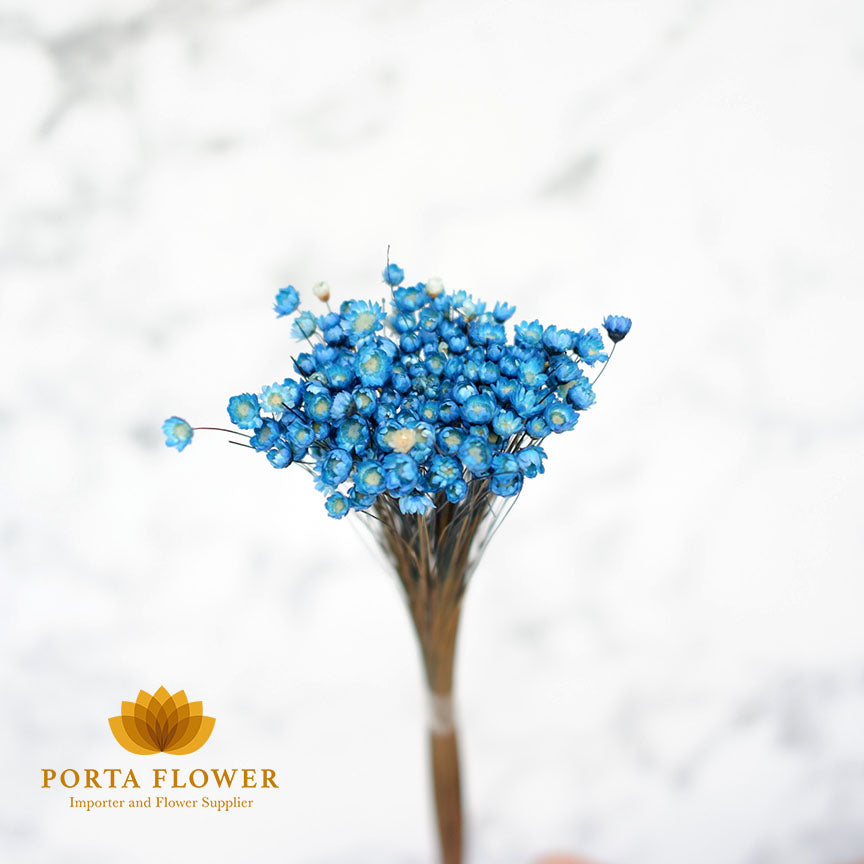 dried little star blue
