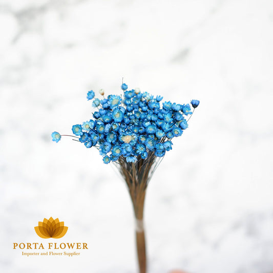 dried little star blue
