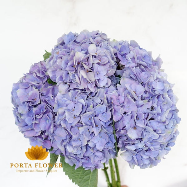 hydrangea magical opal lavender