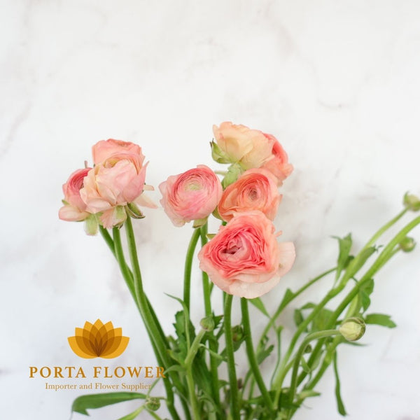 ranunculus peach