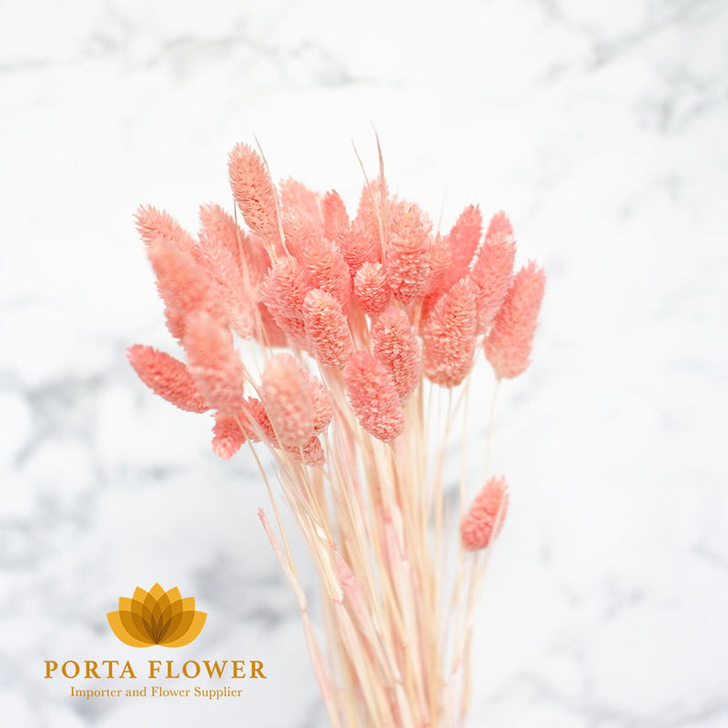 Dried phalaris light pink