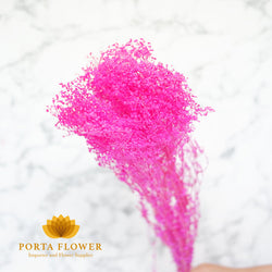 Dried brooms pink