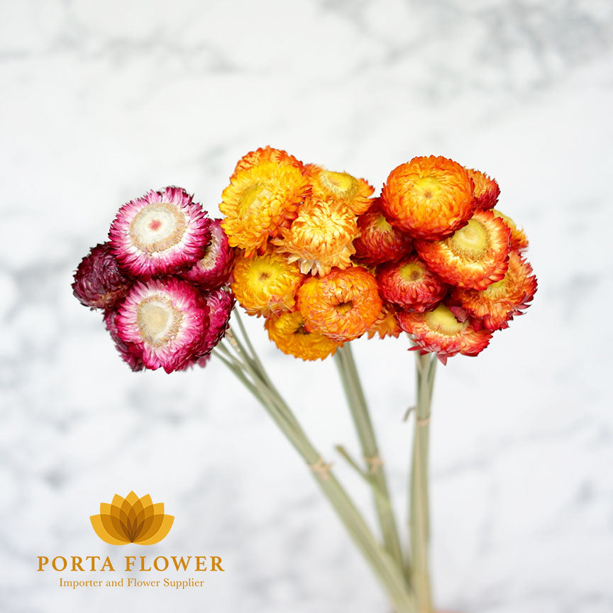 Straw flower
