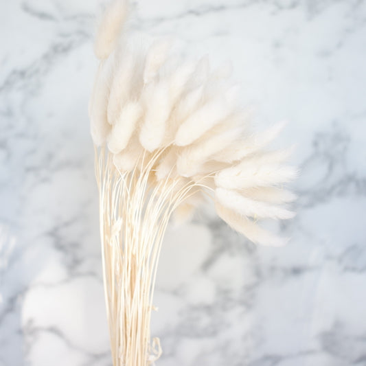 dried lagurus white