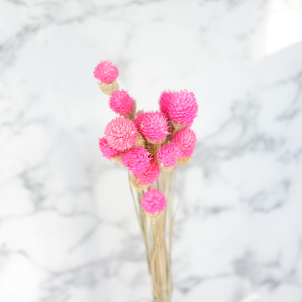 dried gomphrena pink