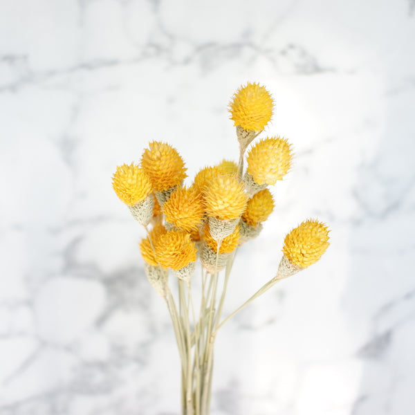 dried gomphrena yellow