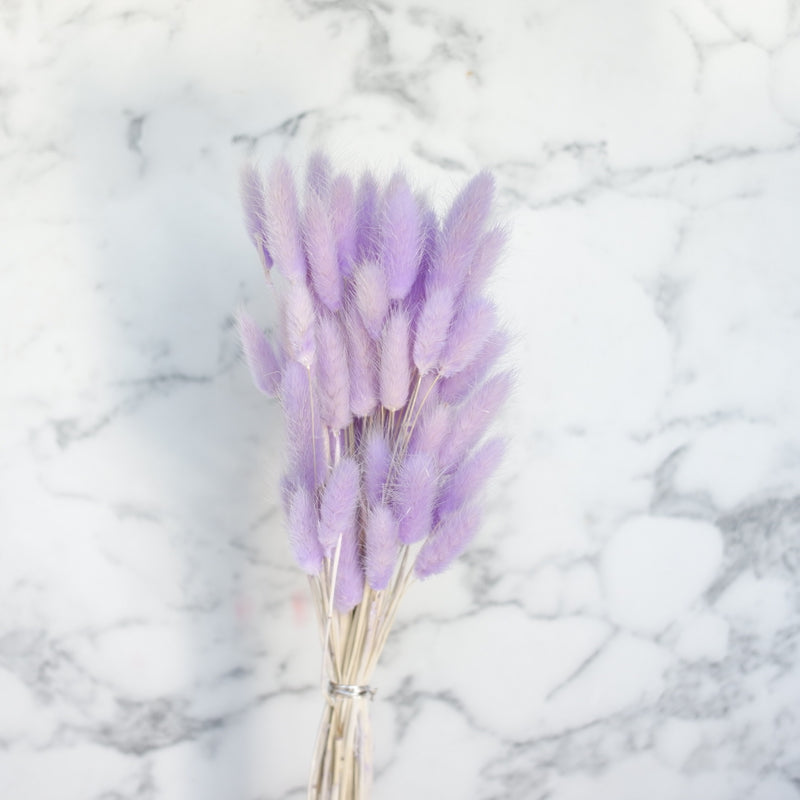 dried lagurus lavender