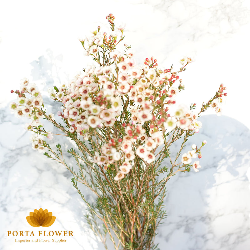 Waxflower moonlight delight