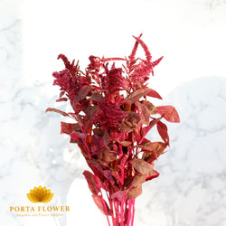 Amaranthus cruen velvet