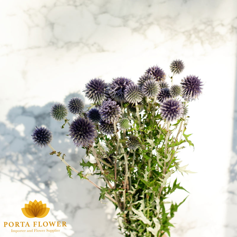 Echinops blue globe