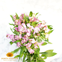 Alstroemeria ardenne