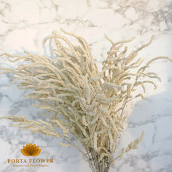 Amaranthus yearming dessert cream