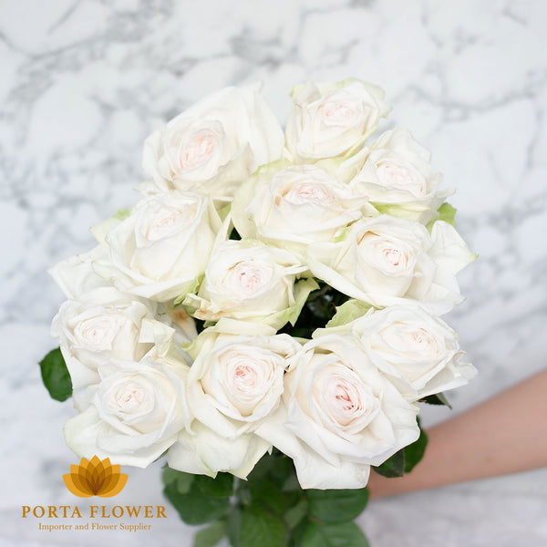 Garden rose white ohara