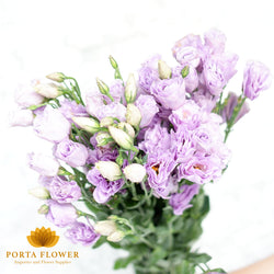 Lithianthus lavender / Eustoma