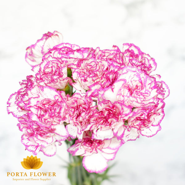 Carnation purple rim