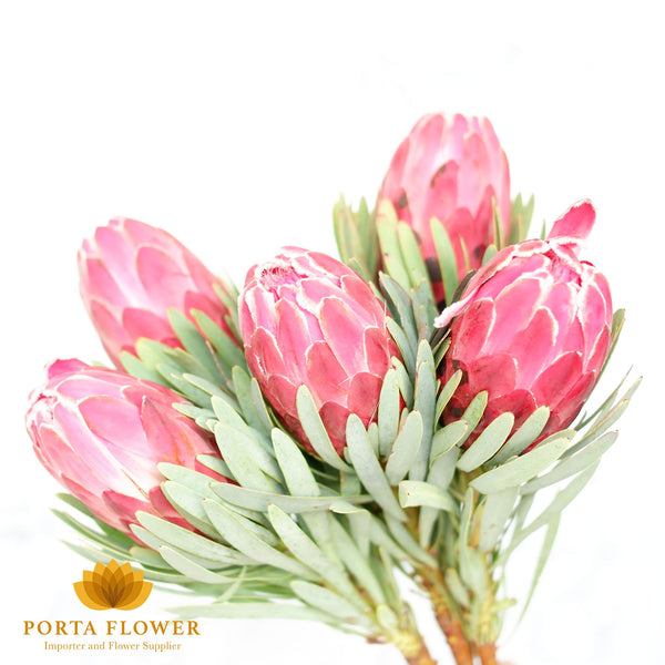 Protea venus red