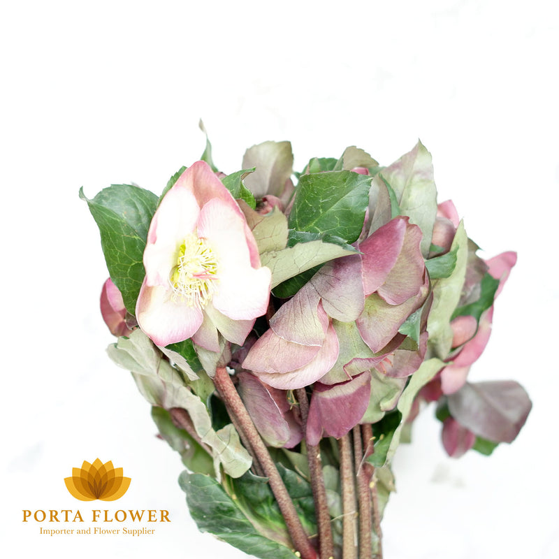 Helleborus pennys pink