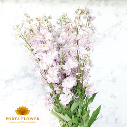 Delphinium el dewi pink