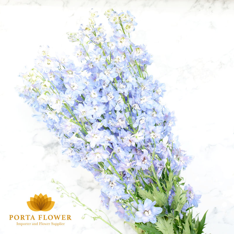 Delphinium el dewi boy