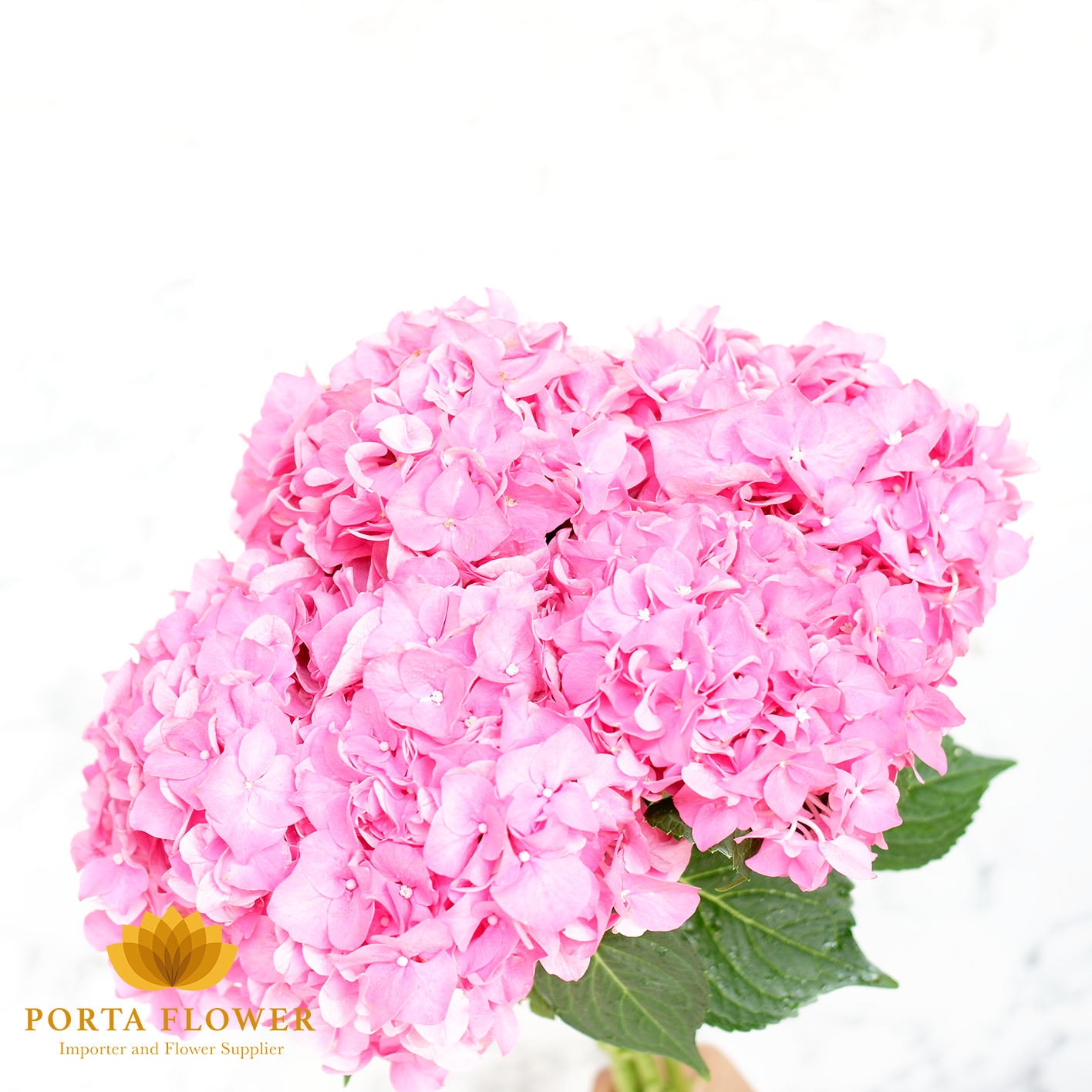Hydrangea rodeo pink
