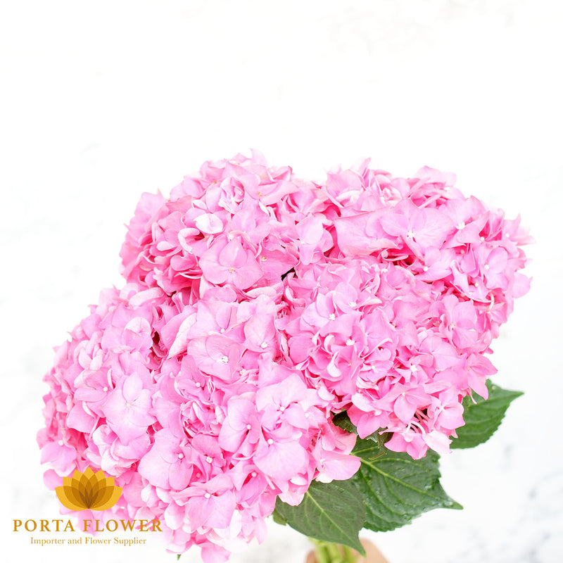 Hydrangea rodeo pink