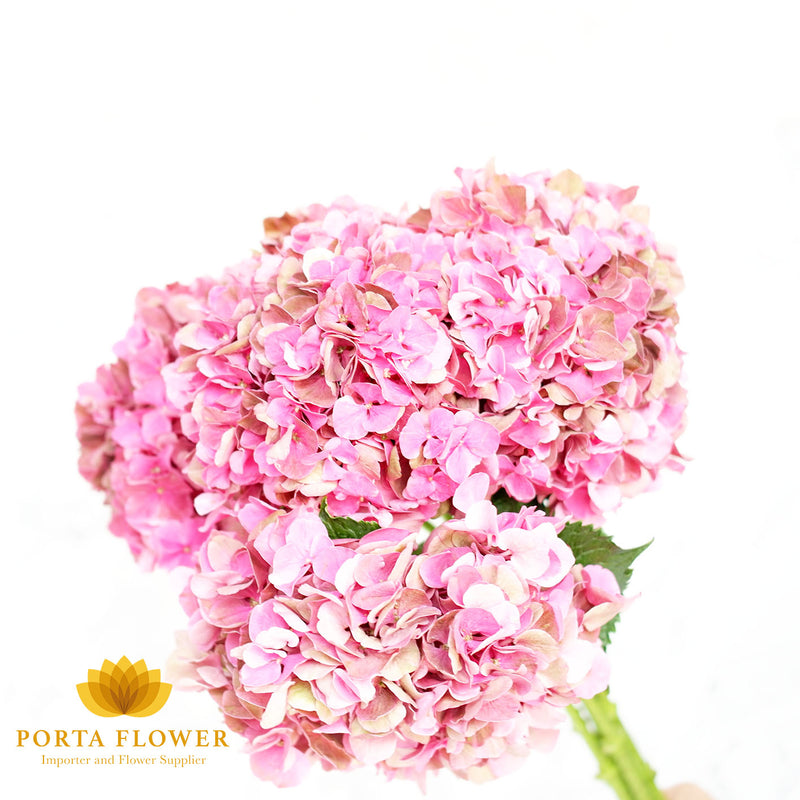 Hydrangea rodeo pink classic