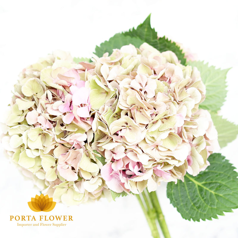 Hydrangea pink classic