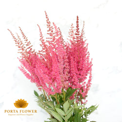 Astilbe paul gaarder