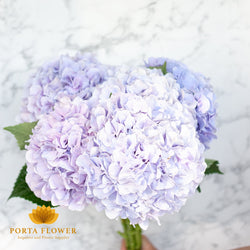 Hydrangea marsepein