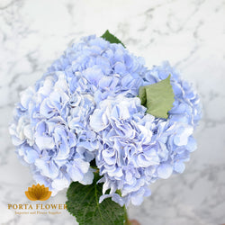 Hydrangea verena blue