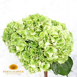 Hydrangea magical emerald green