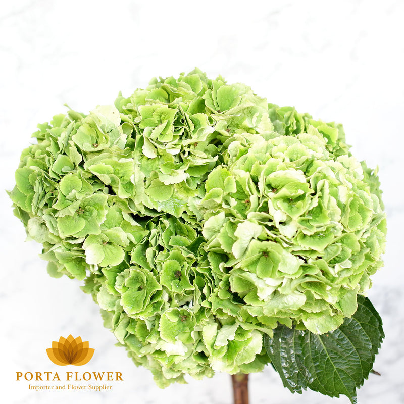 Hydrangea magical emerald green