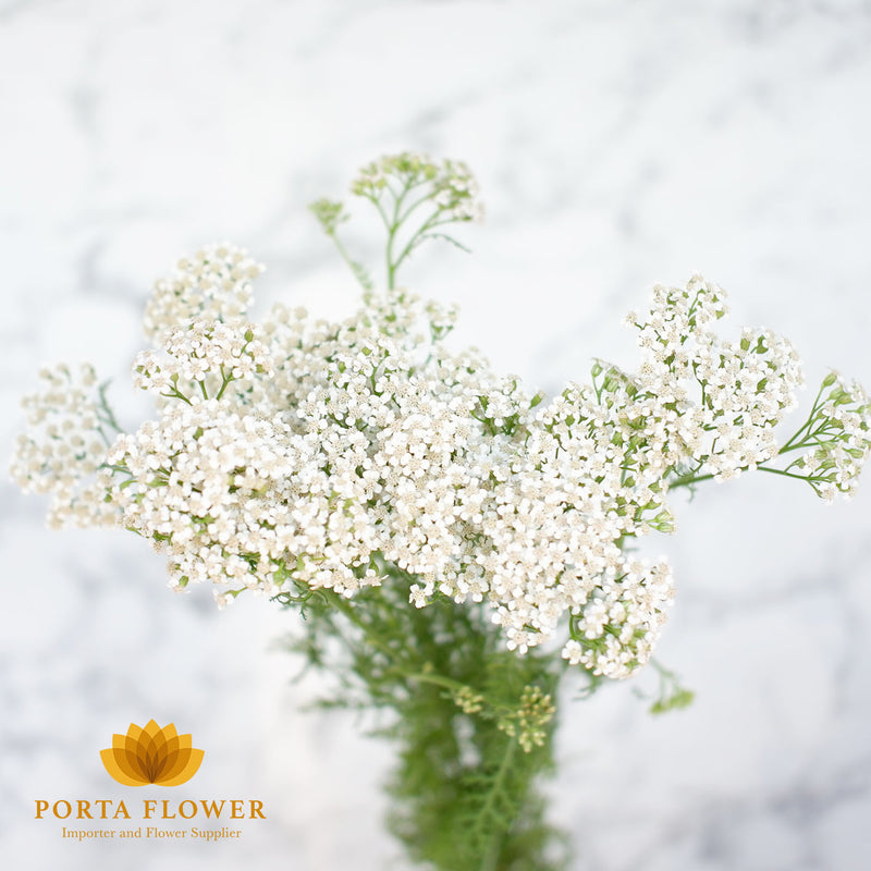 Achillea white beauty